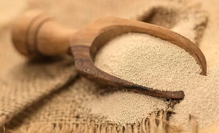 الخميرة الصغيرة