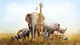 Adaptations