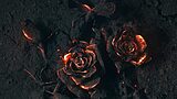 Burned rose wallpaper