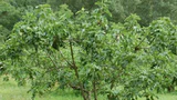 Fig