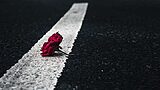 nature road rose