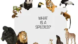 Species